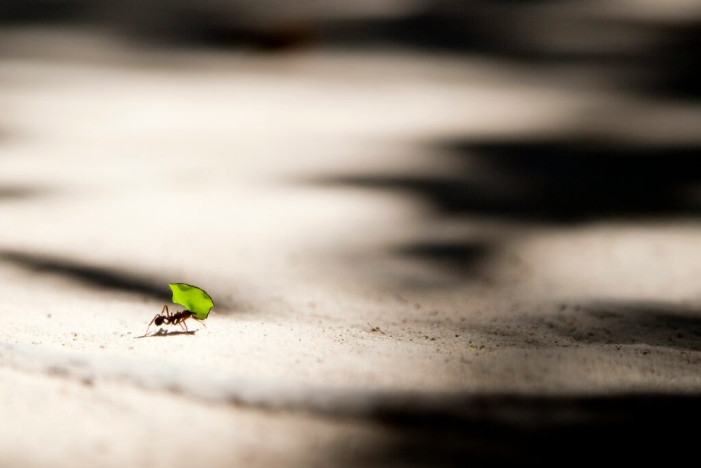 ant